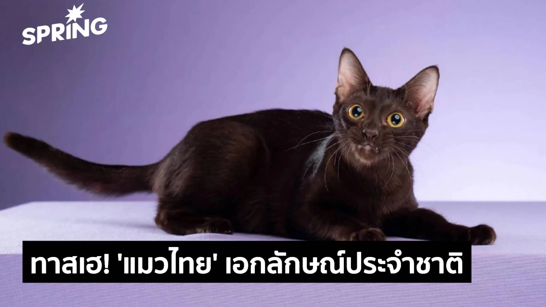 ทาสเฮ!-‘แมวไทย’-เป็นเอกลักษณ์ประจำชาติ-ประเภทสัตว์เลี้ยง