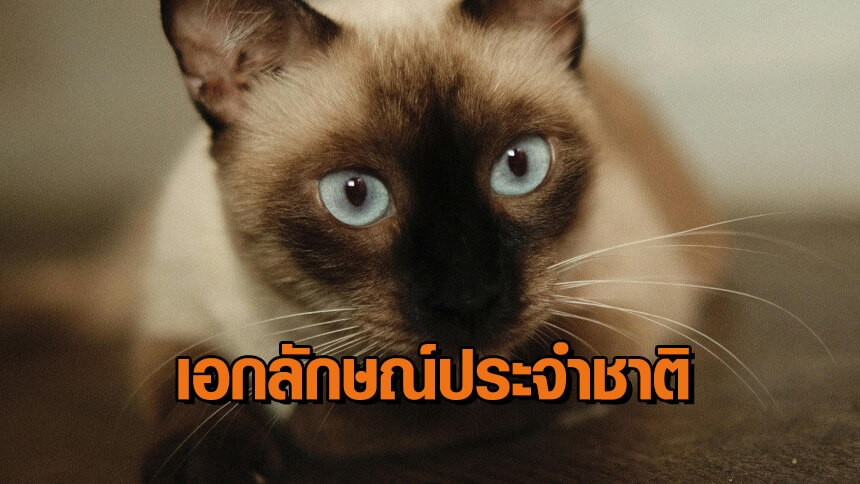 ทาสแมวเฮ!-ครม.เห็นชอบ-“แมวไทย”-เป็นเอกลักษณ์ประจำชาติ
