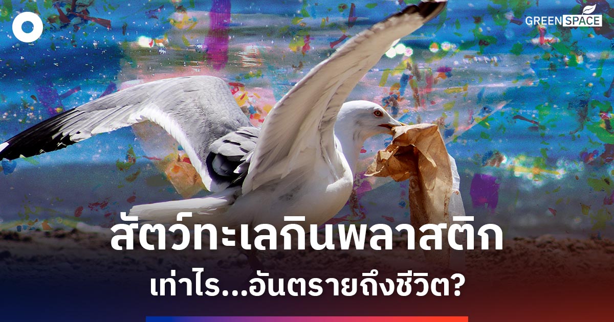 นักวิจัยไขปริศนา…นกและสัตว์ทะเลกินพลาสติกเท่าไรถึงอันตรายแก่ชีวิต?