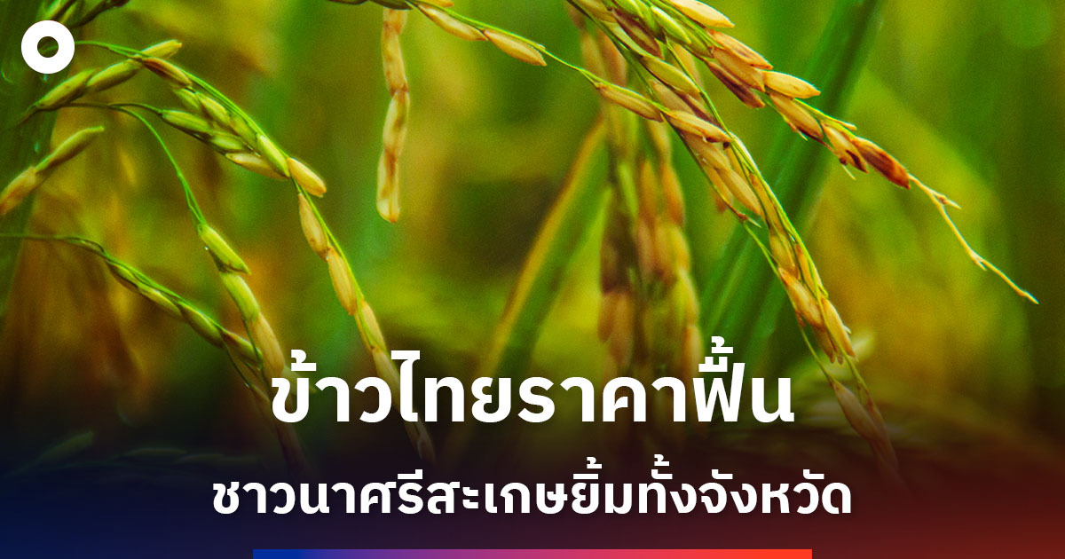 ข้าวไทยราคาฟื้น-ชาวนาศรีสะเกษยิ้มทั้งจังหวัด