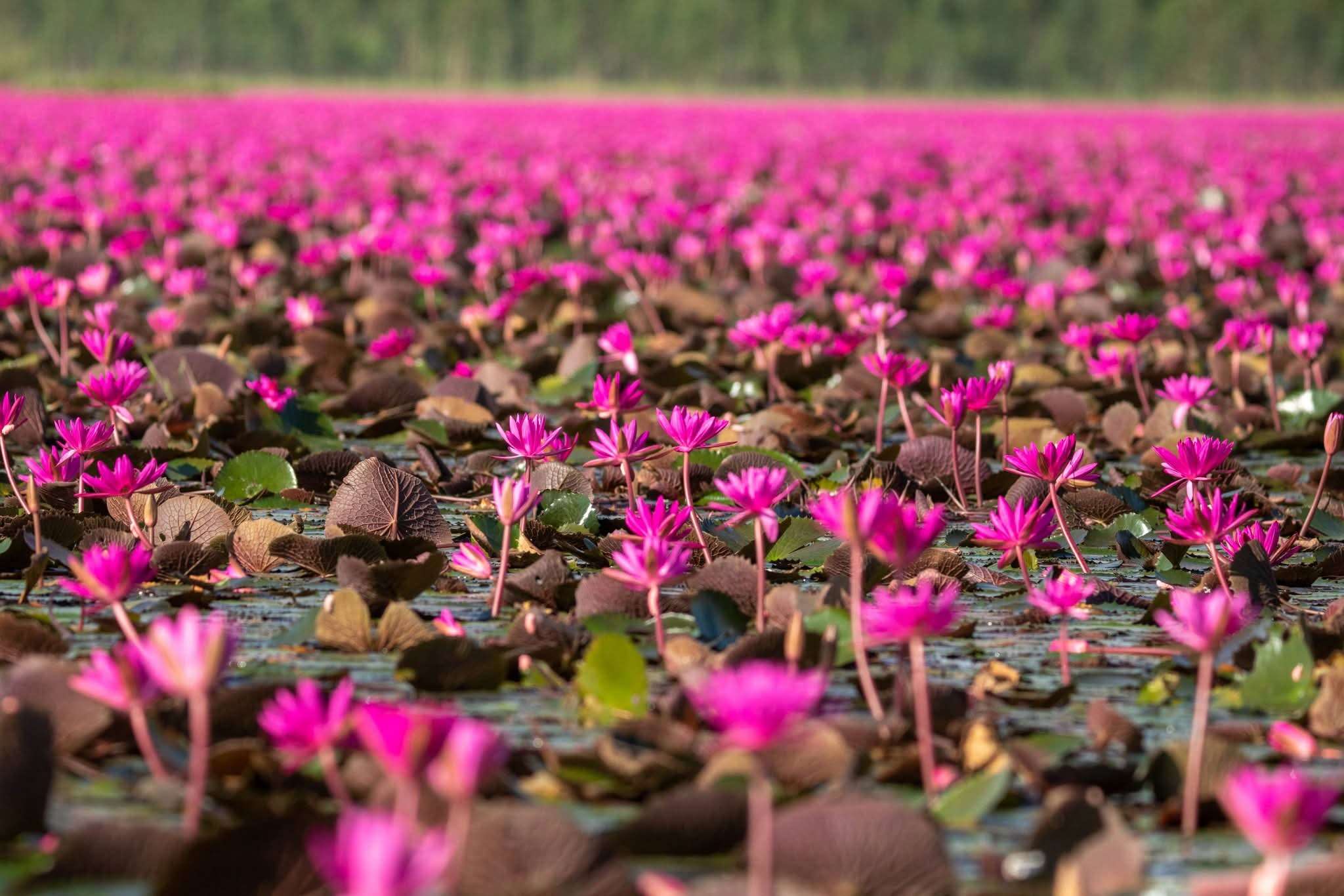 ทะเลบัวสีชมพูบึงบอระเพ็ดบานสะพรั่ง!-ต้อนรับฤดูท่องเที่ยว