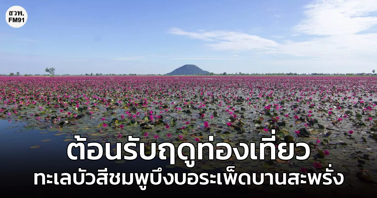 ต้อนรับฤดูท่องเที่ยว!-ทะเลบัวสีชมพูบึงบอระเพ็ด-จ.นครสวรรค์-บานสะพรั่ง-สร้างความประทับใจแก่ผู้ที่ได้มาพบเห็น