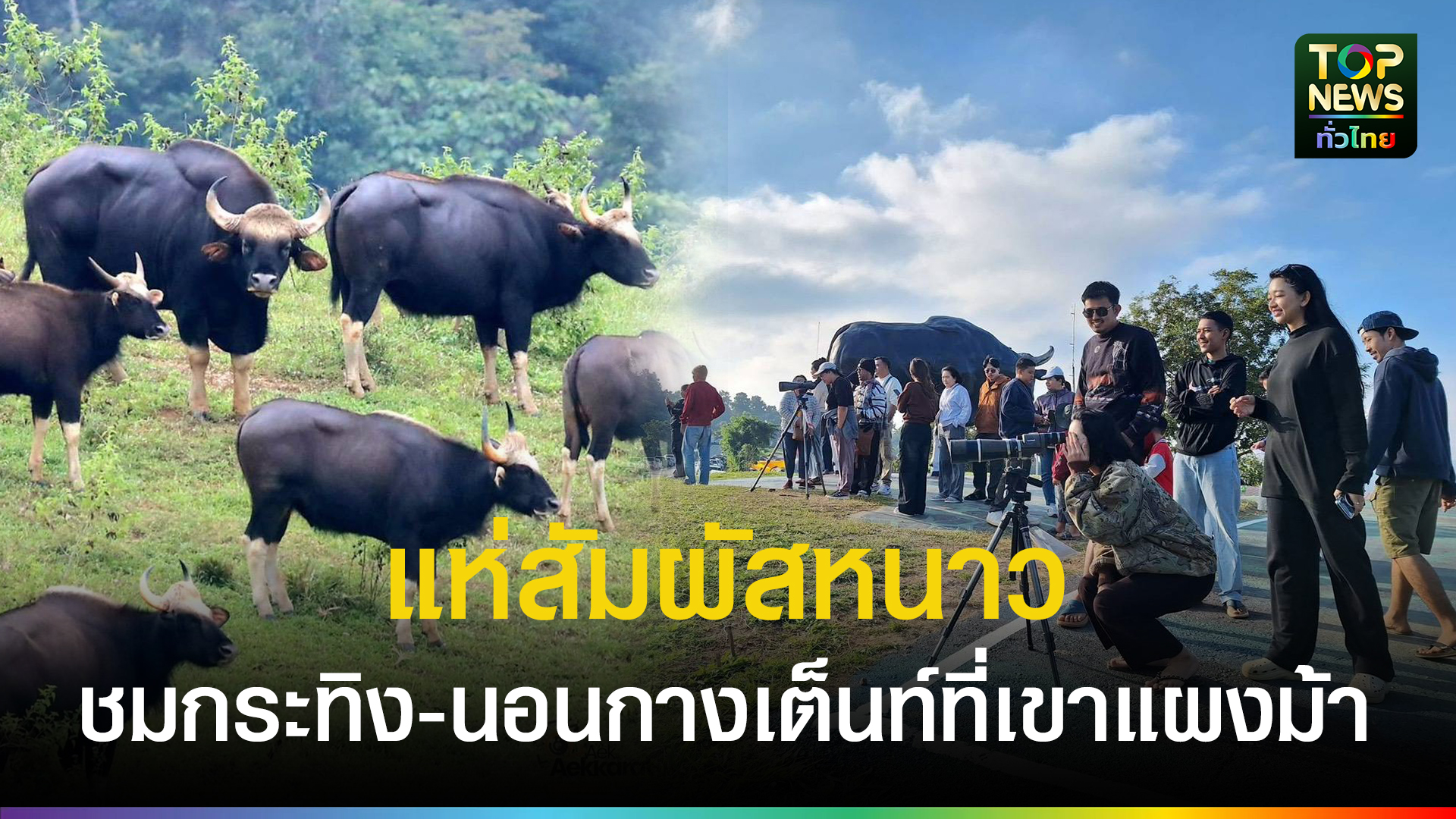 นักท่องเที่ยวแห่สัมผัสอากาศหนาว-ชมกระทิง-นอนกางเต็นท์-เขาแผงม้า-วังน้ำเขียว-คึกคักแต่เช้า-|-topnews