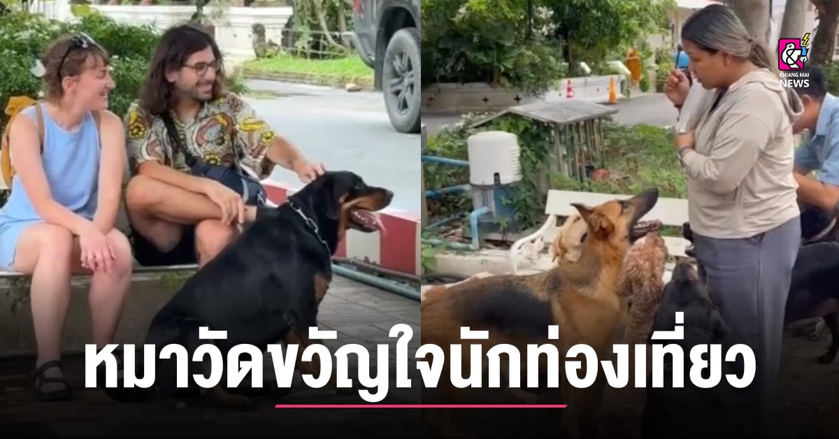 แก๊งขนปุย-หมาวัดขวัญใจนักท่องเที่ยว-สร้างสีสันบรรยากาศท่องเที่ยวด้วยความน่าเอ็นดู