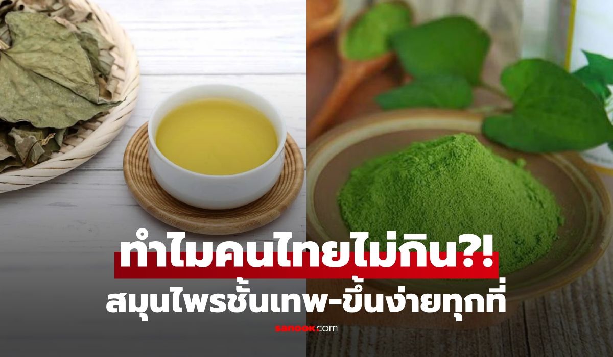 ชาวจีนอวย-“ผักสวรรค์”-สมุนไพรชั้นเทพ-ไทยปลูกขึ้นง่ายทุกที่-แต่หลายคนร้องอี๋-ไม่ยอมกิน!