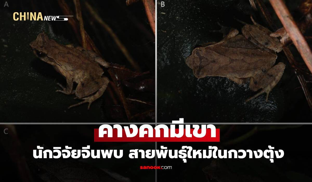 นักวิจัยจีนพบ-‘คางคกมีเขา’-สายพันธุ์ใหม่ในกวางตุ้ง