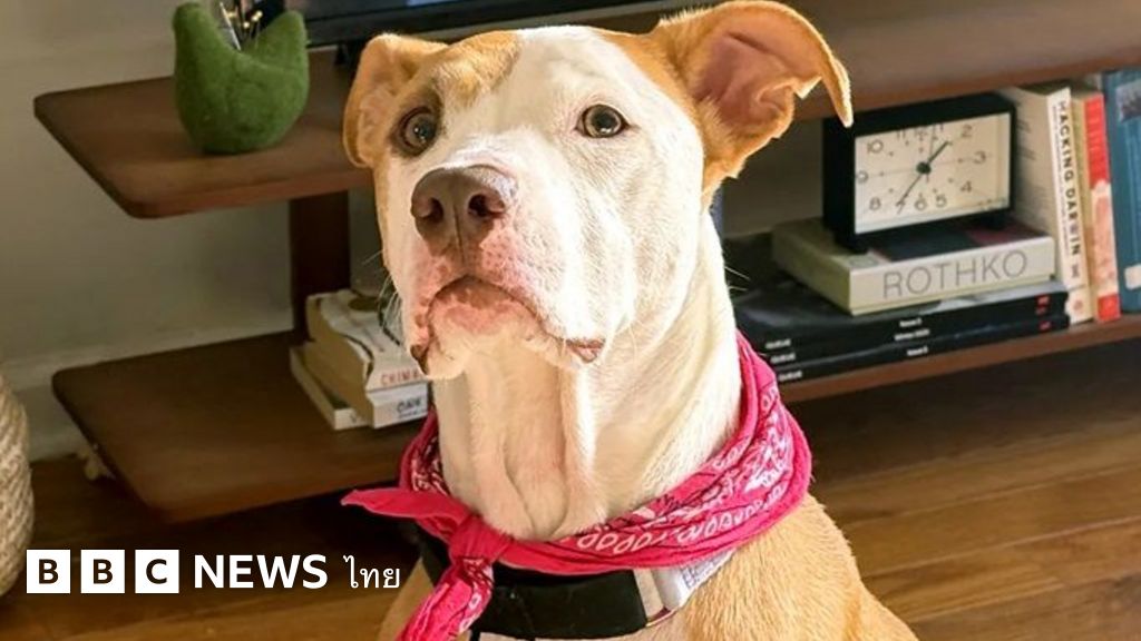 การเปิดเพลงให้น้องหมา-แมว-ฟัง-ทำให้พวกมันสงบลงได้หรือไม่-?-–-bbc-news-ไทย