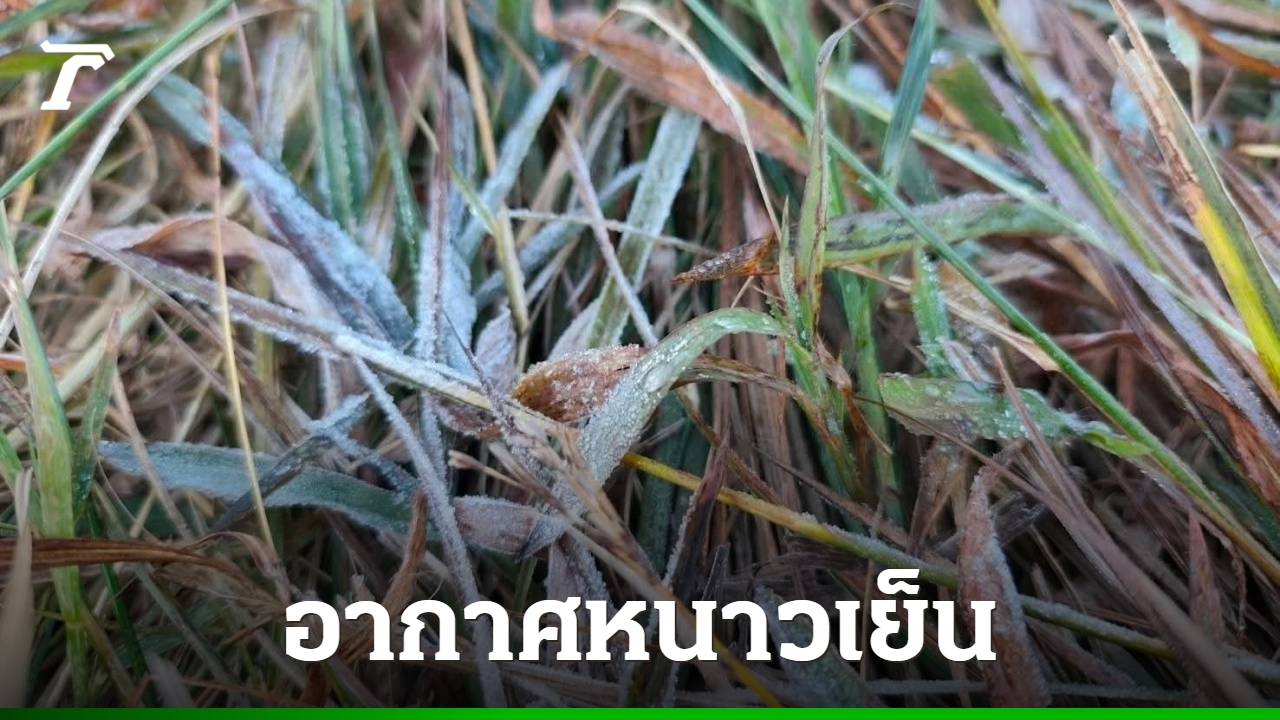 อากาศหนาวจัด-“ลานสนภูสอยดาว”-อุณหภูมิต่ำสุด-ลดเหลือ-2-องศา-ส่งท้ายเดือน-พย.