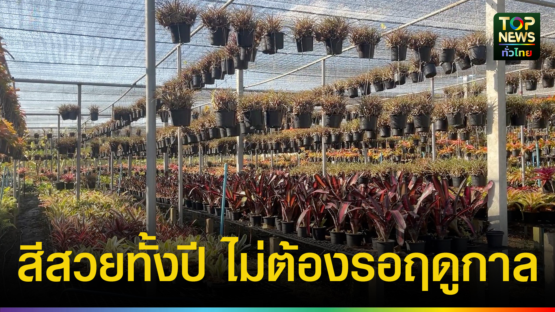 อดีตมือปราบเกษียณ-ทำเกษตรสวนสับปะรดสี-เป็นแหล่งท่องเที่ยวพร้อมส่งขายต่างประเทศสร้างรายได้อย่างงาม-|-topnews