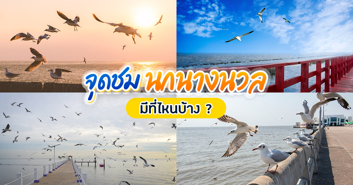 5-พิกัดชมนกนางนวลใกล้กรุงเทพฯ-รับลมหนาว