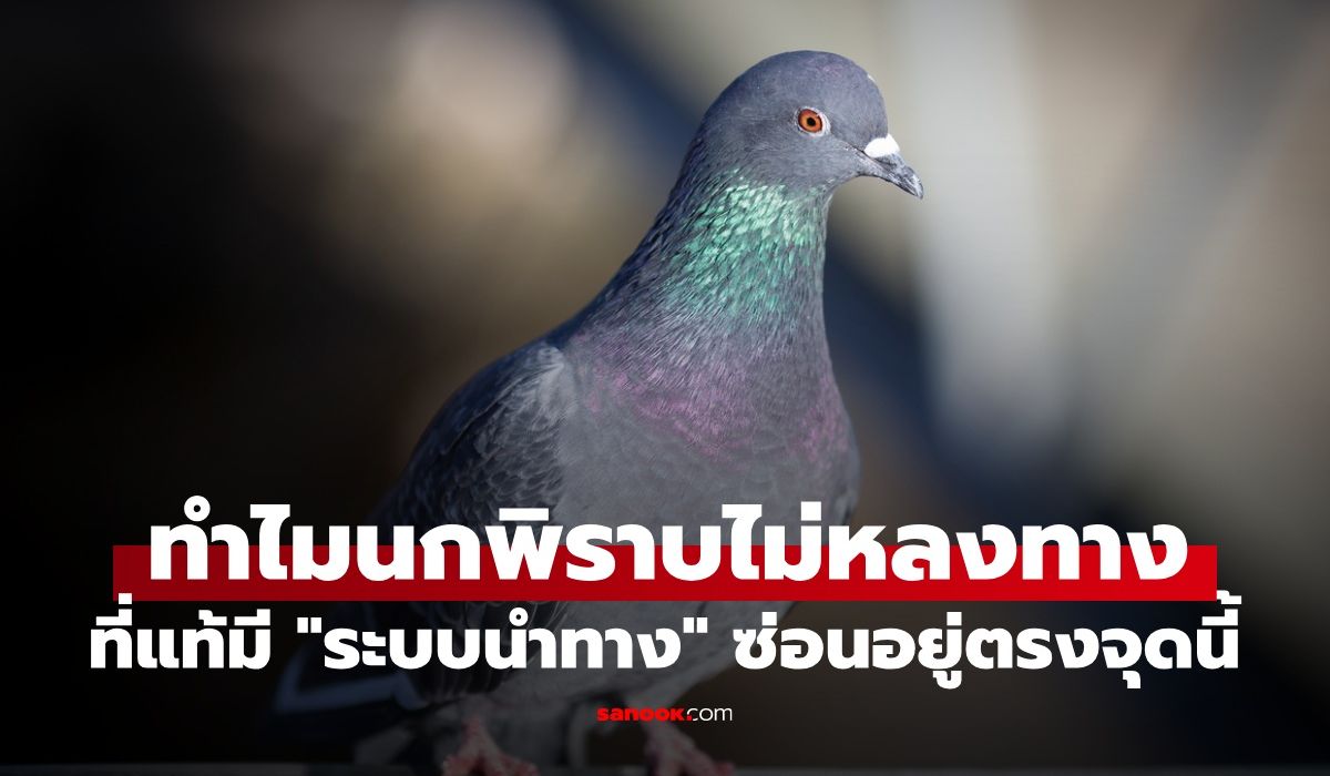 ทำไมนกพิราบถึงไม่หลงทาง?-ที่แท้มี-“ระบบนำทาง”-ซ่อนอยู่ตรงอวัยวะนี้