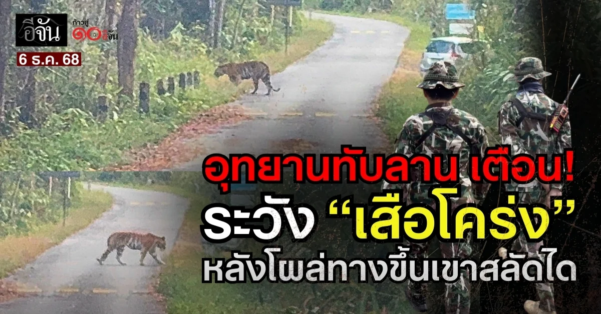 อุทยานแห่งชาติทับลาน-เตือน!-ระวัง-“เสือโคร่ง”-หลังโผล่ทางขึ้นเขาสลัดได
