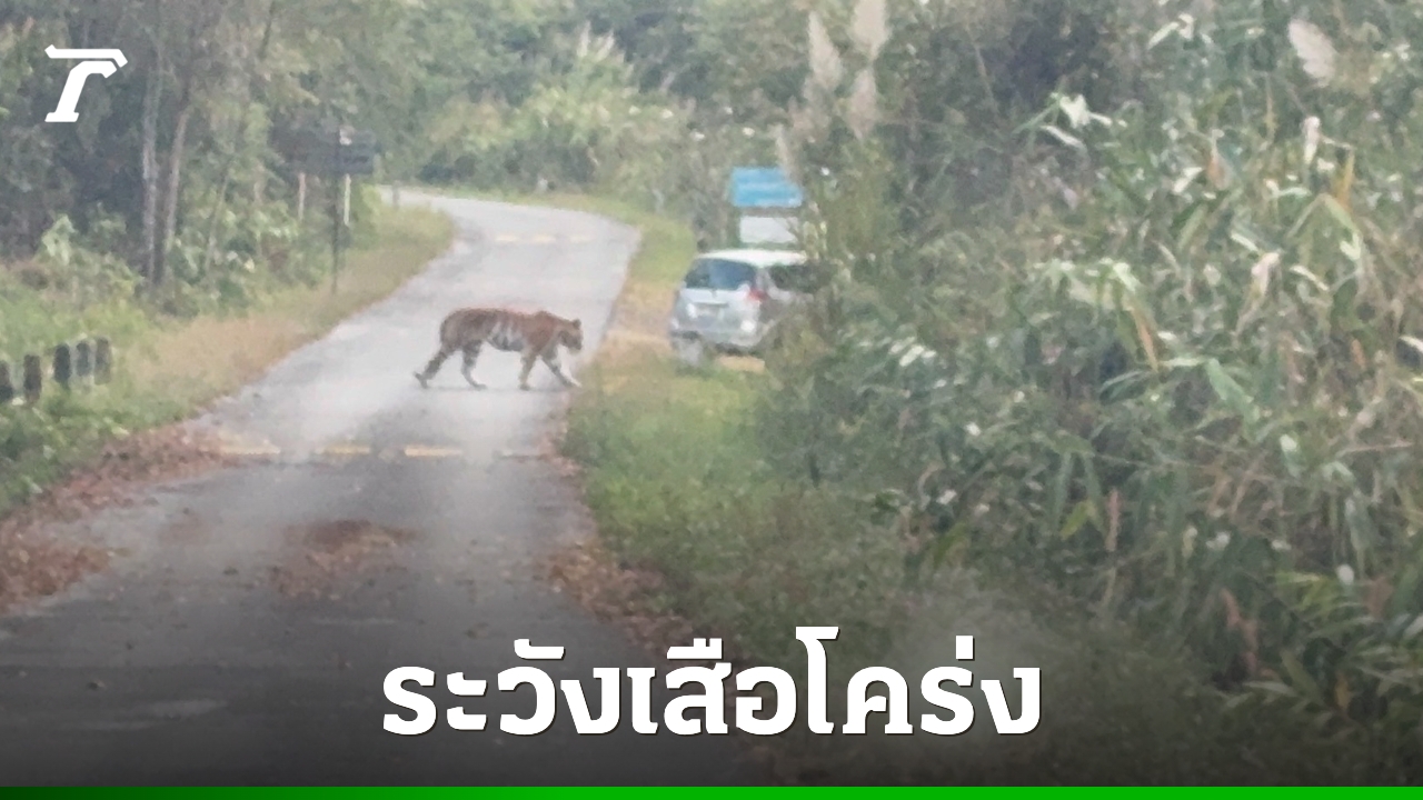 แจ้งเตือนนักท่องเที่ยวระวัง-“เสือโคร่ง”-บนเขาสลัดได-หลังพบเดินเล่นอยู่บนถนน