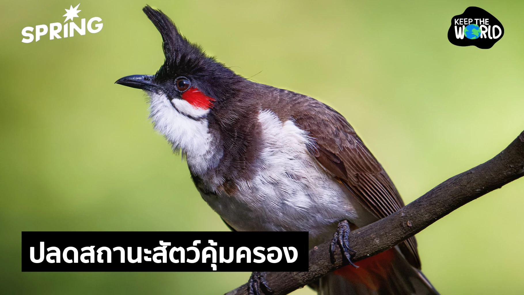 นกปรอดหัวโขน-หลุดจากสัตว์ป่าคุ้มครองแล้ว-เพาะเลี้ยงได้แต่มีเงื่อนไข