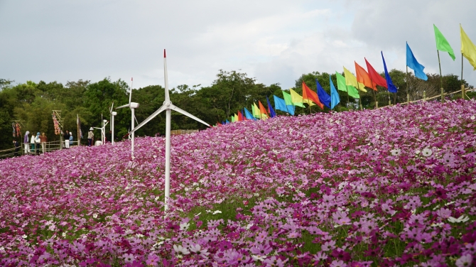 เปิดทุ่งคอสมอสซับสะเลเต-รับลมหนาว-ดึงนักท่องเที่ยวชัยภูมิปลายปี