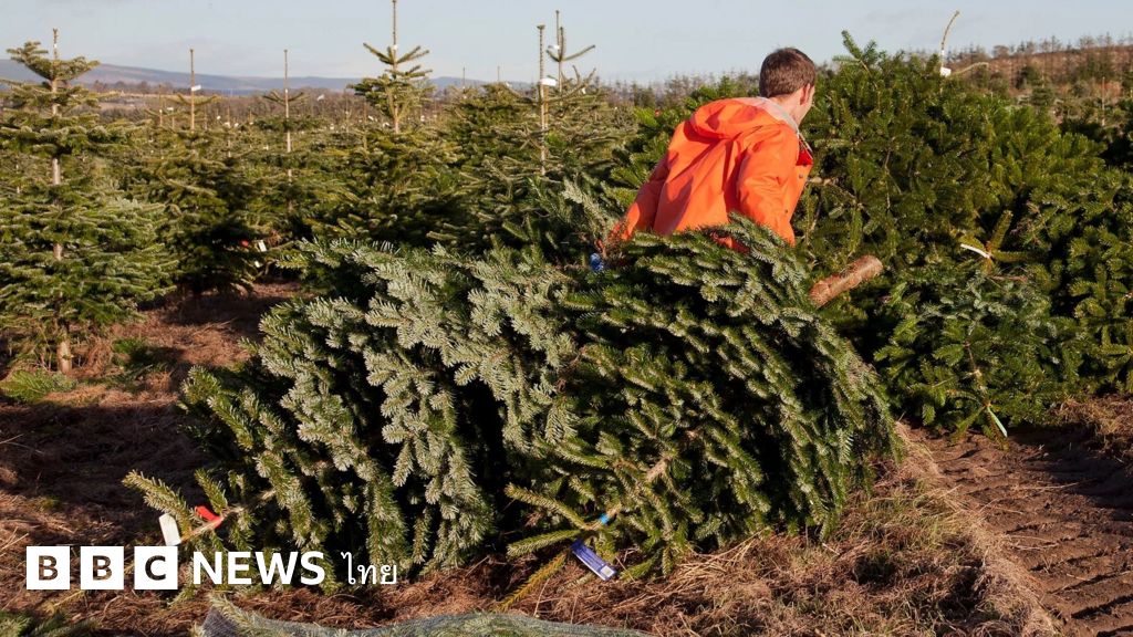 ข้อดีข้อเสียของการตัดต้นสนจริงมาใช้เป็นต้นคริสต์มาส-–-bbc-news-ไทย