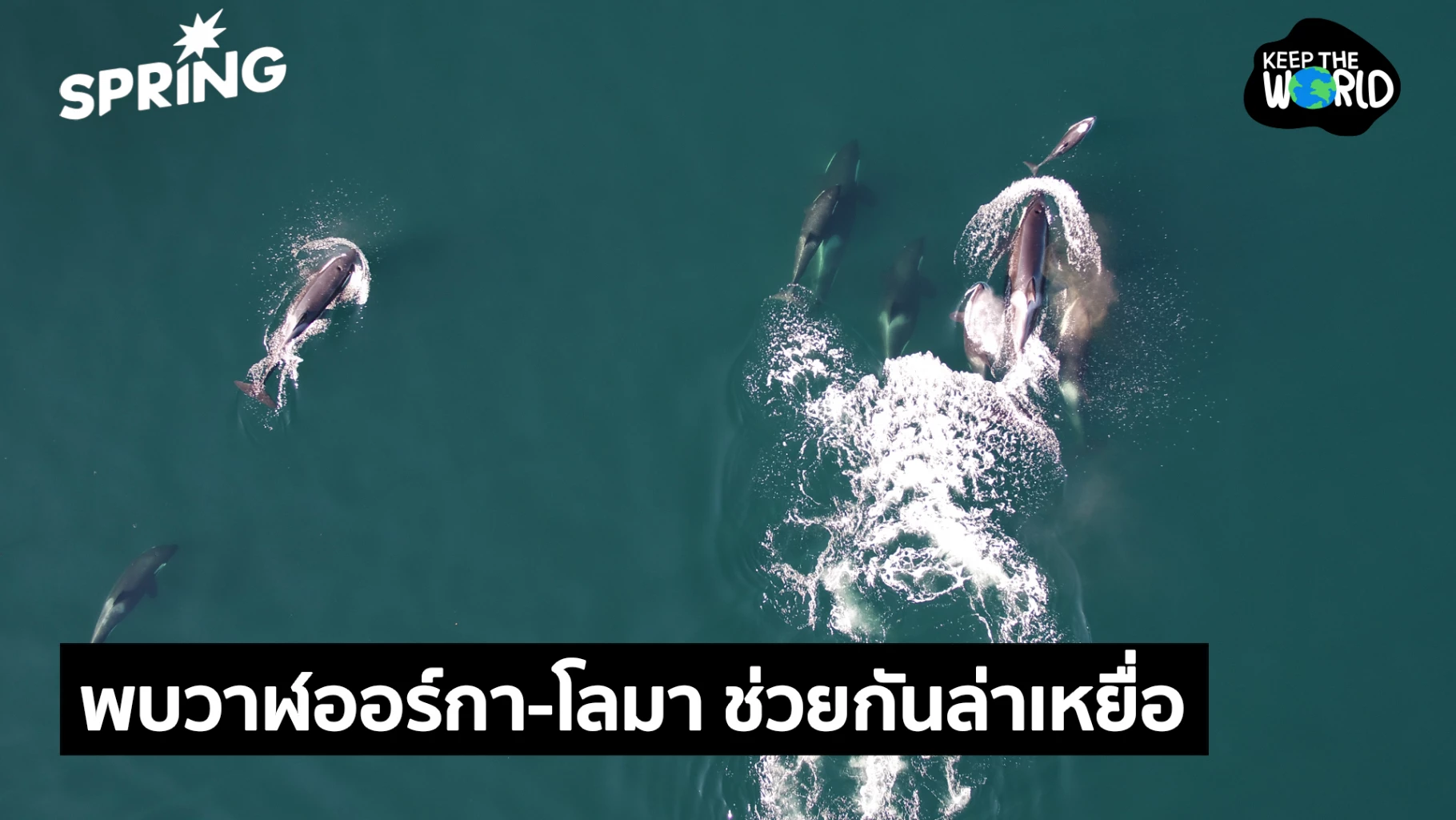 พบวาฬเพชฌฆาต-–-โลมา-ช่วยกันล่าเหยื่อเป็นครั้งแรกของโลก