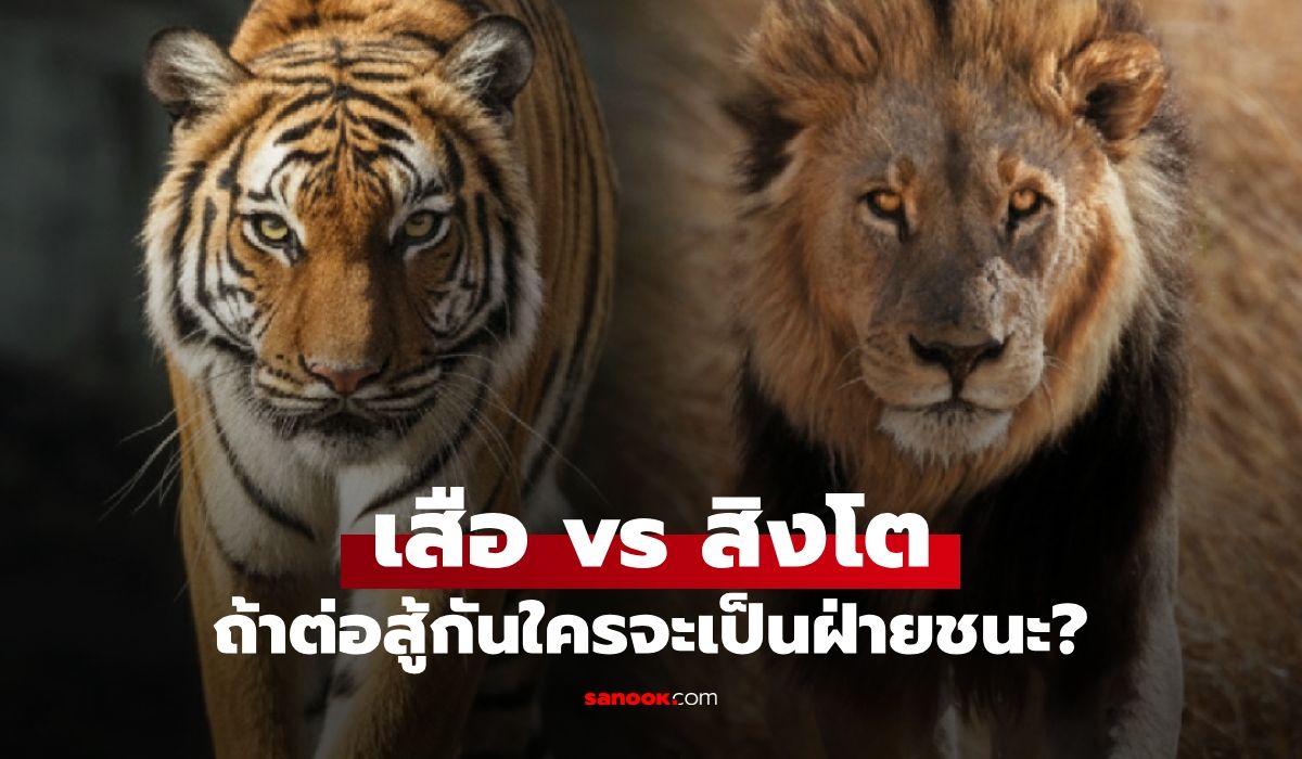 เสือ-vs-สิงโต-ใครแข็งแกร่งกว่า-ถ้าสู้กันตัวต่อตัว-ใครจะเป็นฝ่ายชนะ?
