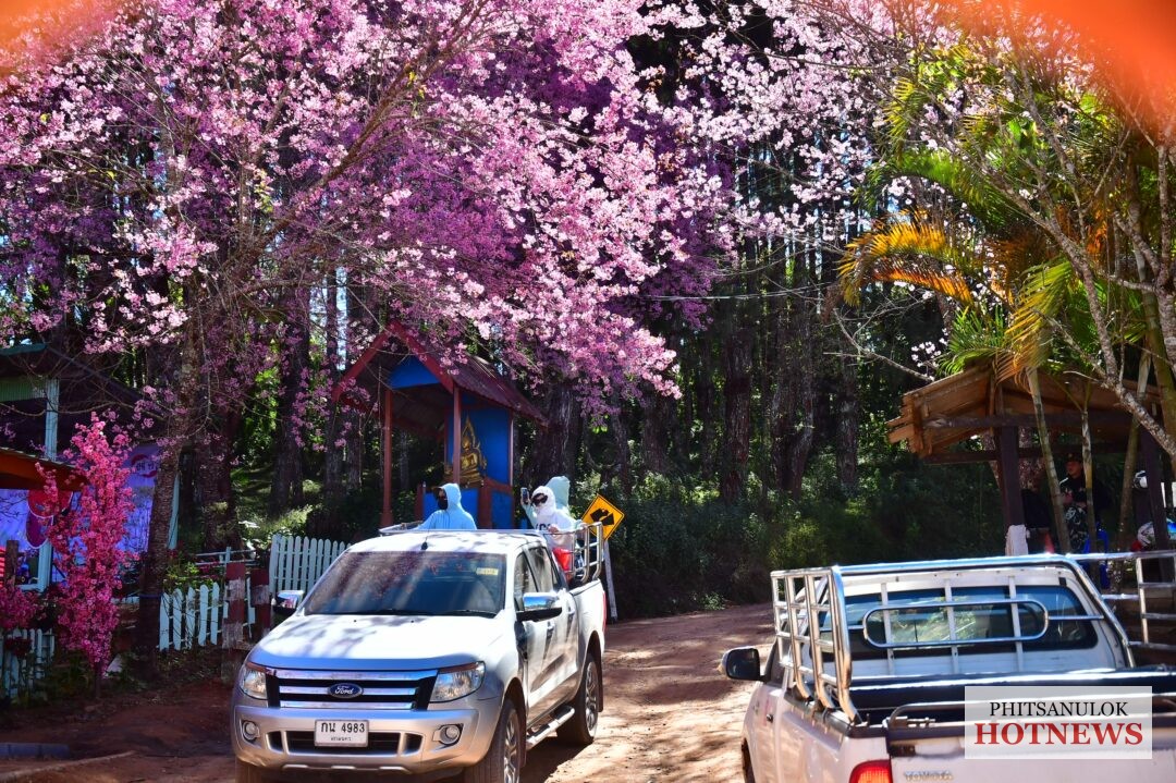 เปิดเทศกาลท่องเที่ยว-“หมู่บ้านสีชมพู”-ซากุระเมืองไทย-ปี-2569