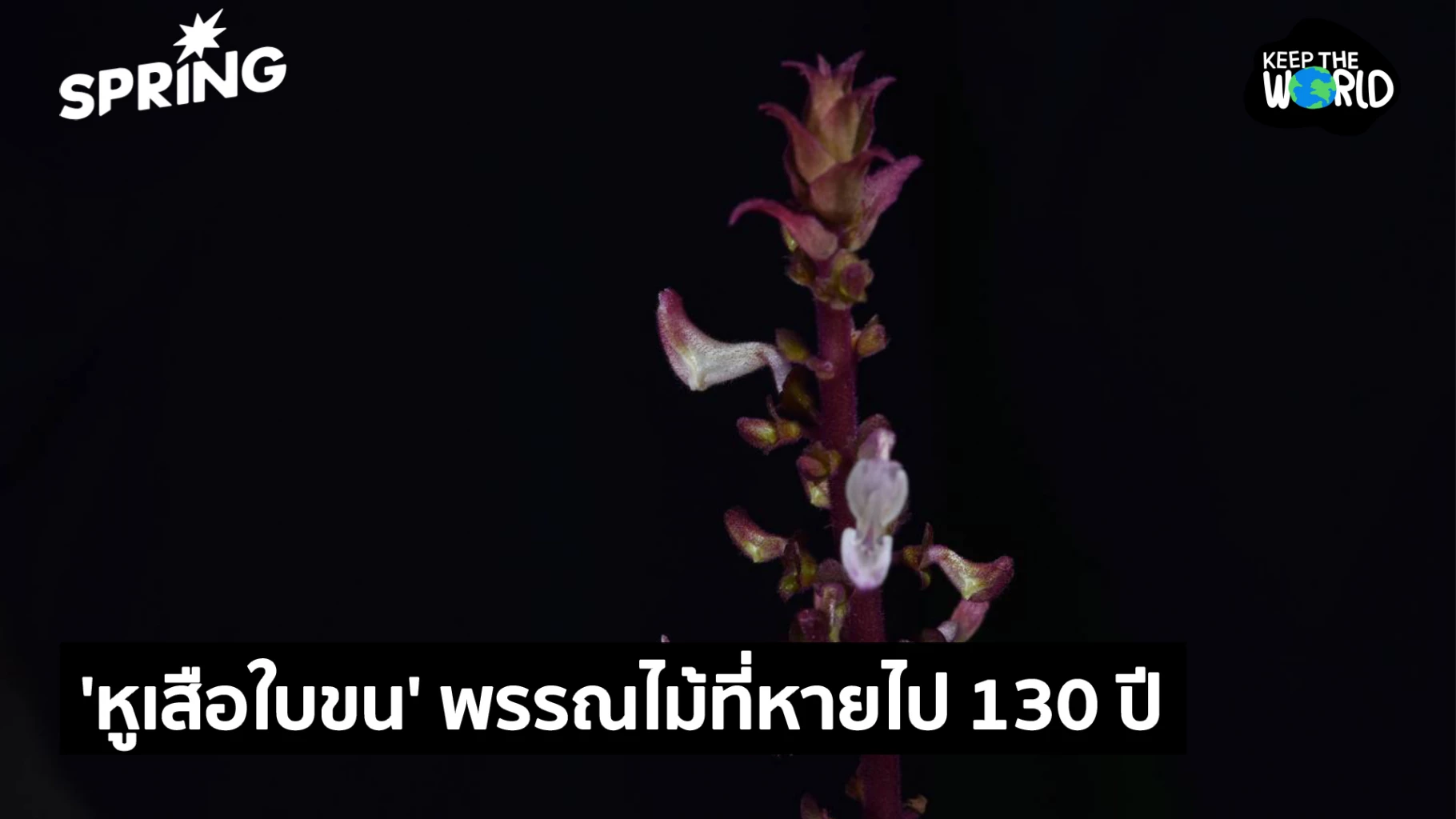 ค้นพบ-“หูเสือใบขน”-พรรณไม้หายากที่หายไปกว่า-130-ปี-ที่อ่าวพังงา