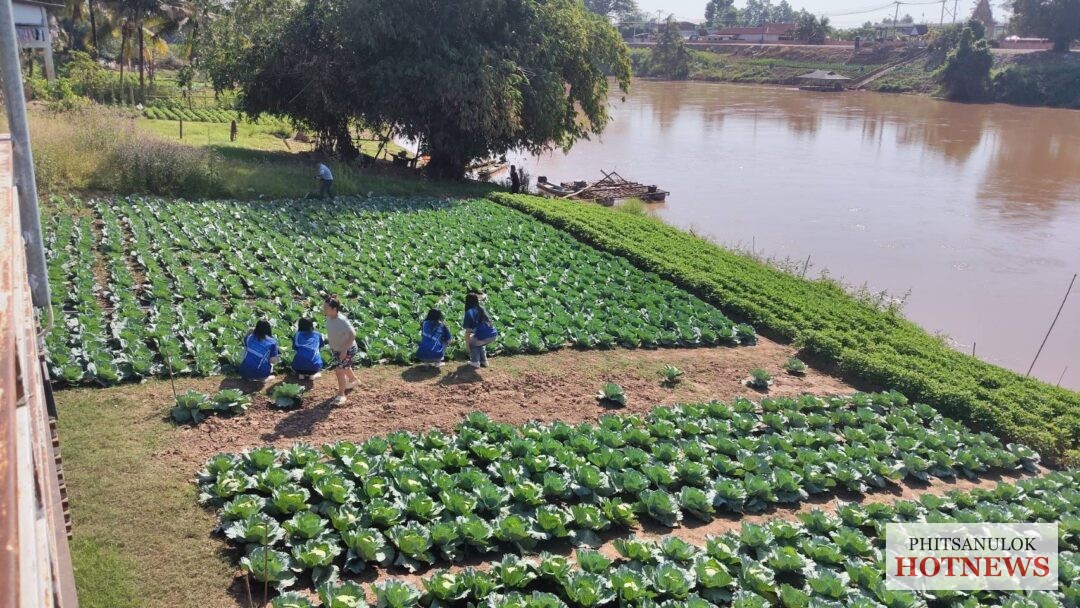 บ้านวังส้มซ่าเปิดฤดูกาลกะหล่ำปลีปลอดสาร-ชวนเช็คอินรับลมหนาวริมแม่น้ำน่าน