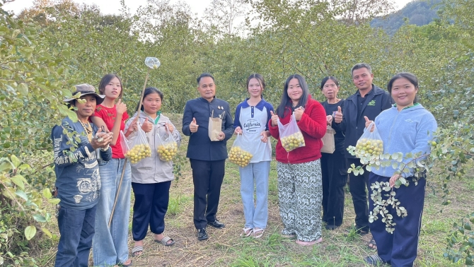 ชวนชิม-พุทรา-3-รส-กลางหุบเขาบ้านปากหมัน-อิ่มละ-29-บาท-เชื่อมโยงท่องเที่ยวภูอีเลิศ