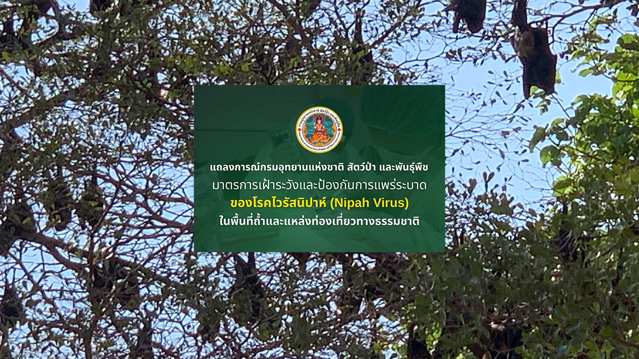 กรมอุทยานฯ-ออกแถลงการณ์เฝ้าระวัง-“ไวรัสนิปาห์”-ในฝูงค้างคาวไทย-ย้ำ-ไม่ล่า-ไม่หา-ไม่กิน