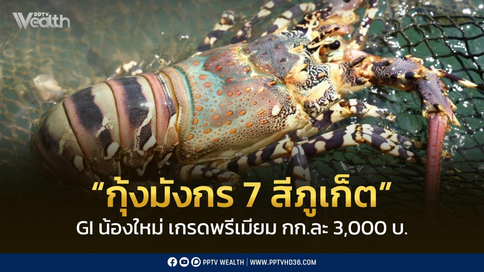 gi-น้องใหม่-“กุ้งมังกร-7-สีภูเก็ต”-คุณภาพระดับพรีเมียม-กกละ-3,000-บ-สร้างรายได้-65-ลบ./ปี