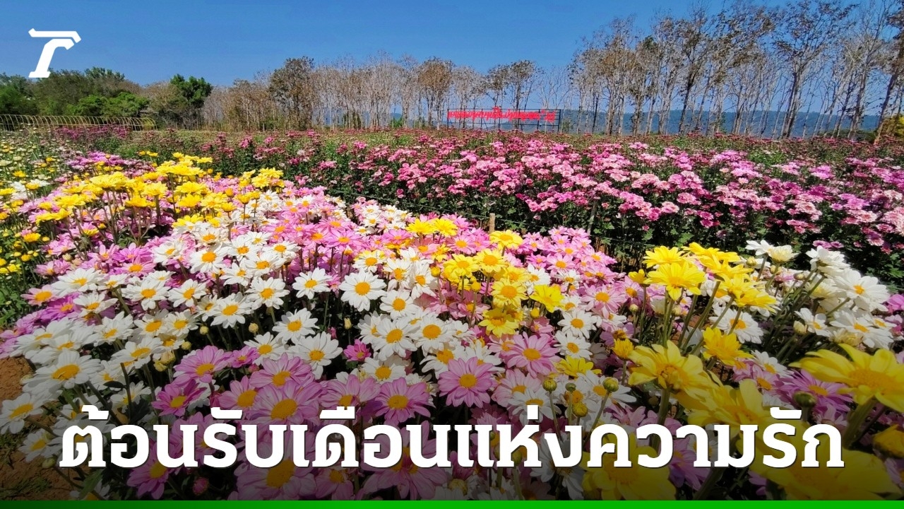 วังน้ำเขียวจัดใหญ่-เทศกาล-“เบญจมาศบานในม่านหมอก”-ต้อนรับวาเลนไทน์-ส่งท้ายไฮซีซั่น