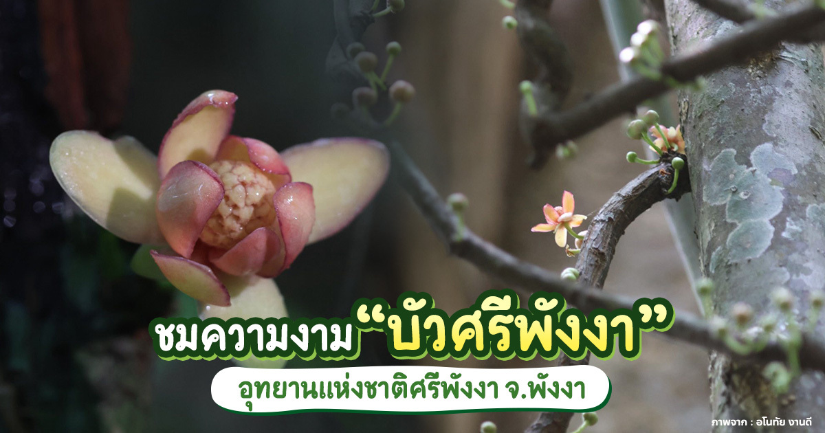 อุทยานแห่งชาติศรีพังงา-จ.พังงา-เผยความงาม-“บัวศรีพังงา”-รอให้ชื่นชม