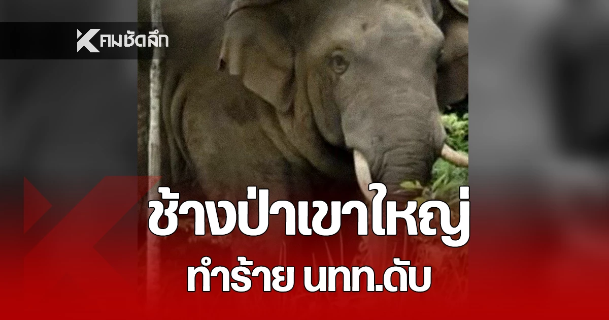 สลด-“ช้างป่าเขาใหญ่”-ทำร้ายนักท่องเที่ยวดับ-ขณะเดินออกกำลังกาย