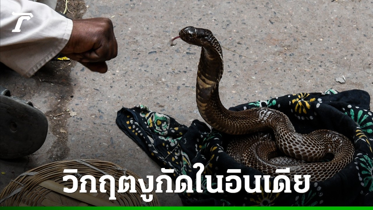 อินเดียกลุ้ม-งูกัดคนตายปีละ-50,000-ศพ-เร่งหามาตรการรับมือ