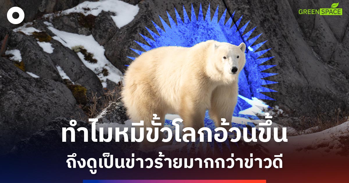 หมีขั้วโลกอ้วนขึ้น!-ข่าวดีท่ามกลางน้ำแข็งละลายที่อาจกลายเป็นข่าวร้ายของอาร์กติก