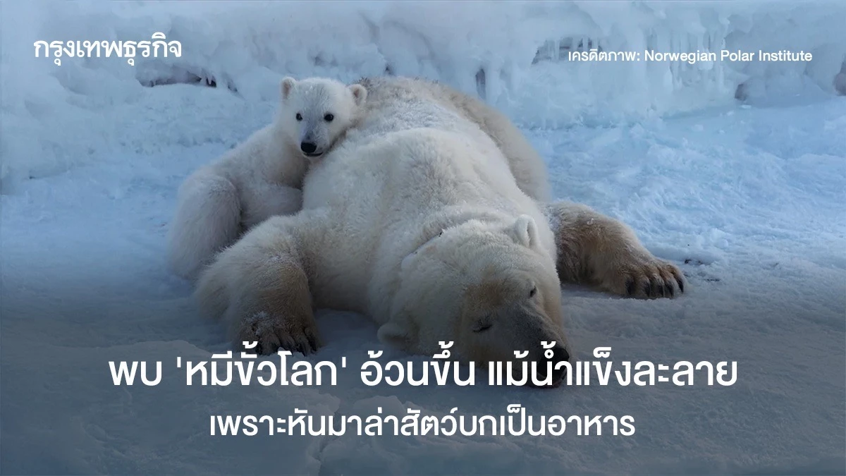 พบ-‘หมีขั้วโลก’-อ้วนขึ้น-แม้น้ำแข็งละลาย-เพราะหันมาล่าสัตว์บกเป็นอาหาร