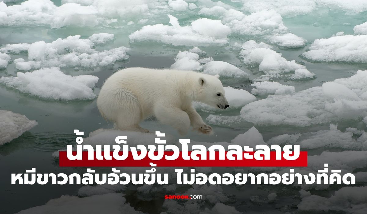 นักวิจัยเซอร์ไพรส์-น้ำแข็งขั้วโลกละลาย-“หมีขาว”-กลับอ้วนขึ้น-ไม่ได้อดอยากอย่างที่คิด