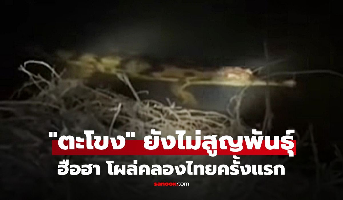 คิดว่าสูญพันธุ์ไปแล้ว!-พบ-“ตะโขง”-ธรรมชาติ-โผล่อวดโฉมครั้งแรกในไทย-ตัวอย่างเบิ้ม-คาดยังมีอีก