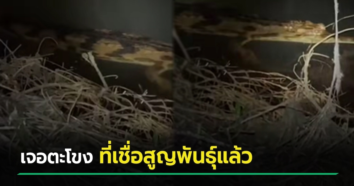 ครั้งแรกในไทย-!-พบตะโขงในธรรมชาติ-หลังเชื่อสูญพันธุ์ไปแล้ว-ตะลึงไม่ได้มีตัวเดียว