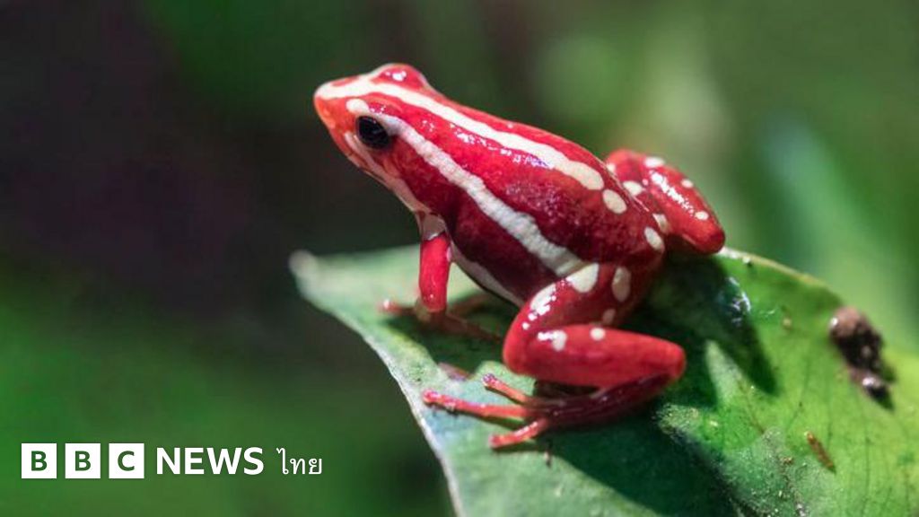รู้จักพิษของกบลูกศรพิษที่อาจถูกใช้เพื่อสังหาร-อเล็กเซ-นาวาลนี-–-bbc-news-ไทย