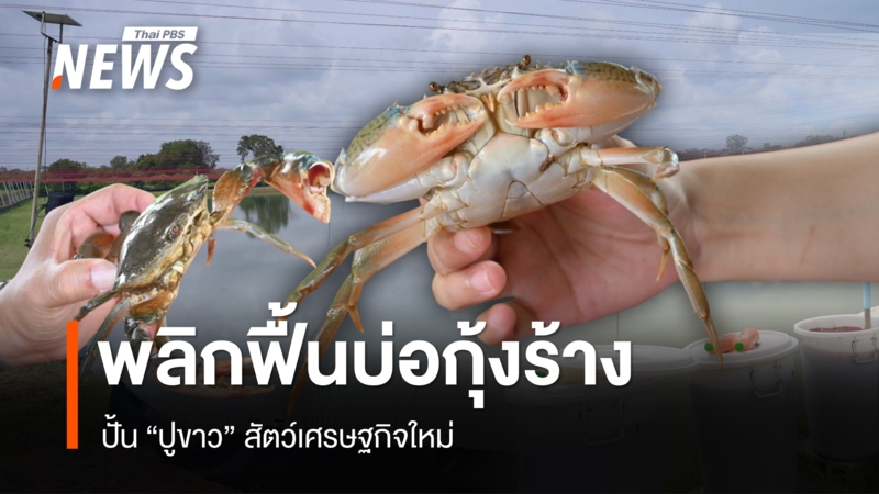 พลิกฟื้นบ่อกุ้งร้างเมืองคอน-ปั้น-“ปูขาว”-สัตว์เศรษฐกิจใหม่
