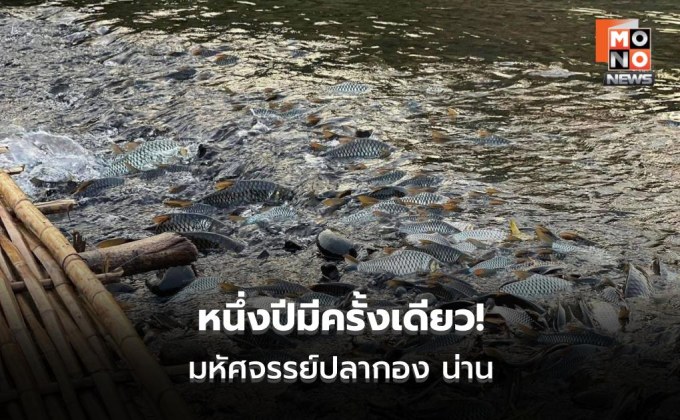 หนึ่งปีมีครั้งเดียว-ปลากอง-น่าน-สู่ท่องเที่ยวอนุรักษ์