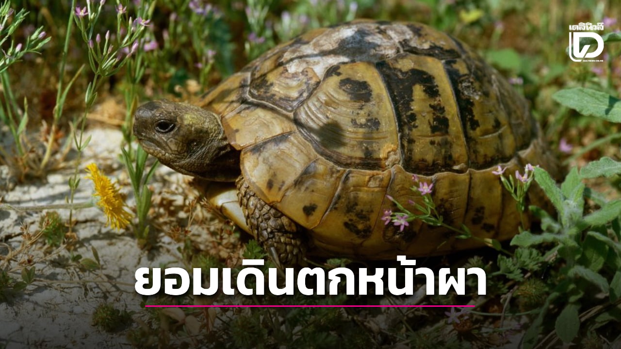 ผลวิจัยสุดช็อกเผย-เต่าตัวเมียยอมเดินตกหน้าผาตายเพื่อหนีการรุมโทรมของฝูงตัวผู้-|-เดลินิวส์
