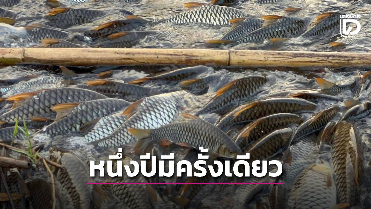 “หนึ่งปี-มีครั้งเดียว”-ปรากฏการณ์ธรรมชาติ-“ปลากอง”-แห่งเดียวในประเทศไทย -|-เดลินิวส์