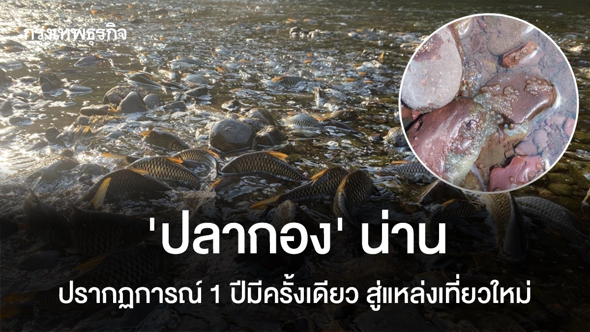 “ปลากอง”-น่าน-ปรากฏการณ์-1-ปีมีครั้งเดียว-สู่แหล่งเที่ยวใหม่
