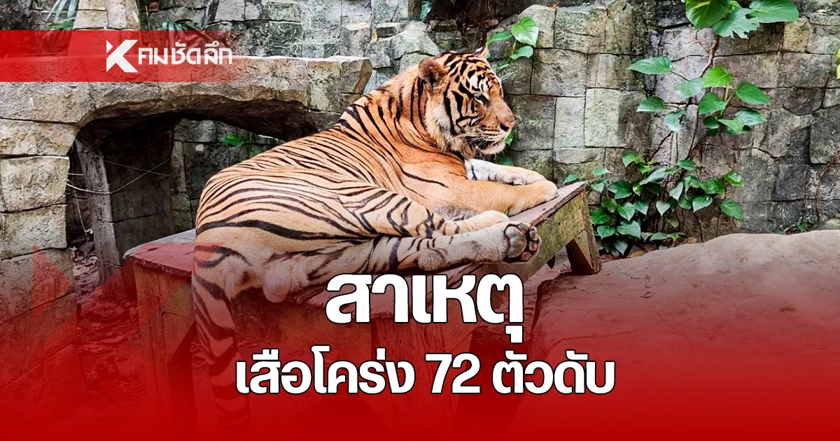 เผยสาเหตุ-เสือโคร่งดับ-72-ตัวปริศนา-ตรวจพบเชื้อ-“หัด-แบคทีเรีย”-ไม่ใช่ไข้หวัดนก