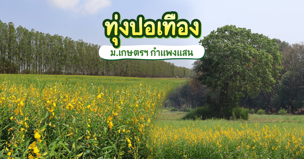ทุ่งปอเทือง-ม.เกษตรฯ-กำแพงแสน-เหลืองอร่ามเต็มทุ่ง-เช็กอินใกล้กรุง