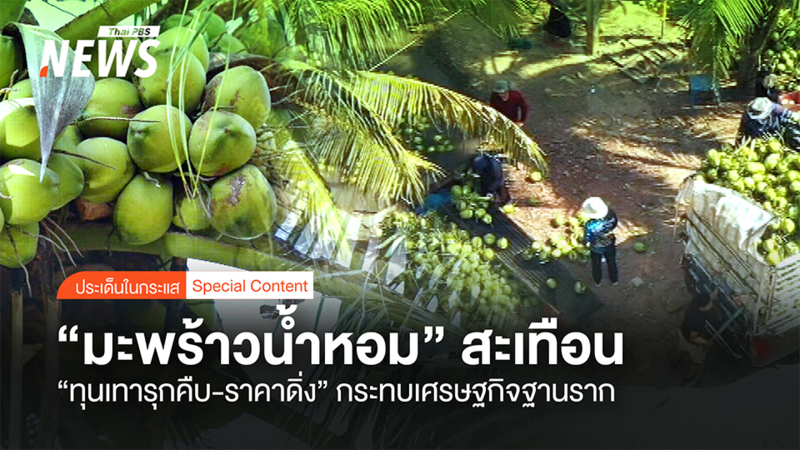 “มะพร้าวน้ำหอม”-สะเทือน-“ทุนเทารุกคืบ-ราคาดิ่ง”-กระทบเศรษฐกิจฐานราก