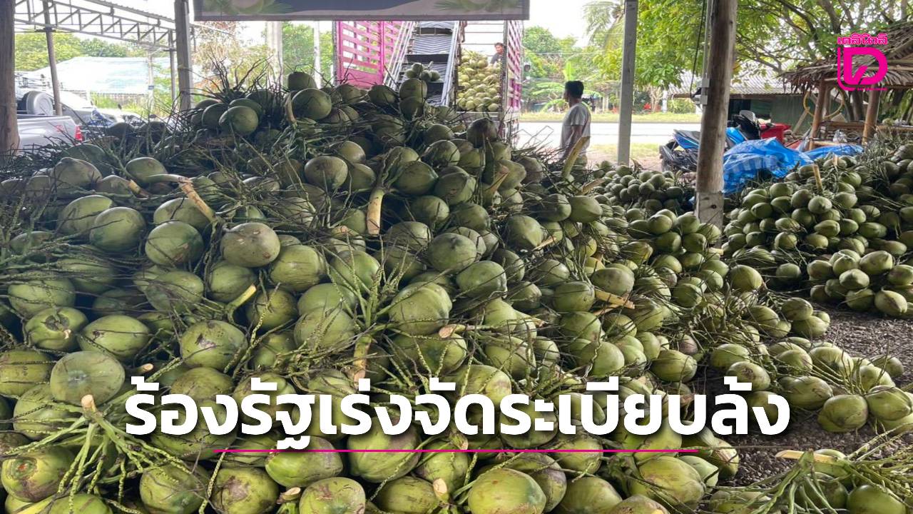 “สว.ไชยยงค์”ชี้วิกฤตมะพร้าวน้ำหอมไม่ใช่ล้นตลาด-แต่กลไกบิดเบี้ยวร้องรัฐเร่งจัดระเบียบล้ง-|-เดลินิวส์