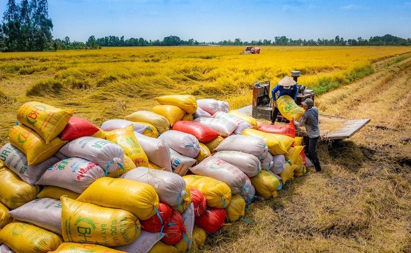 เวียดนามอัพเกรดอุตสาหกรรมข้าวสู่เศรษฐกิจมูลค่าสูง-รับแรงกดดันสภาพภูมิอากาศและมาตรฐานการค้าโลก