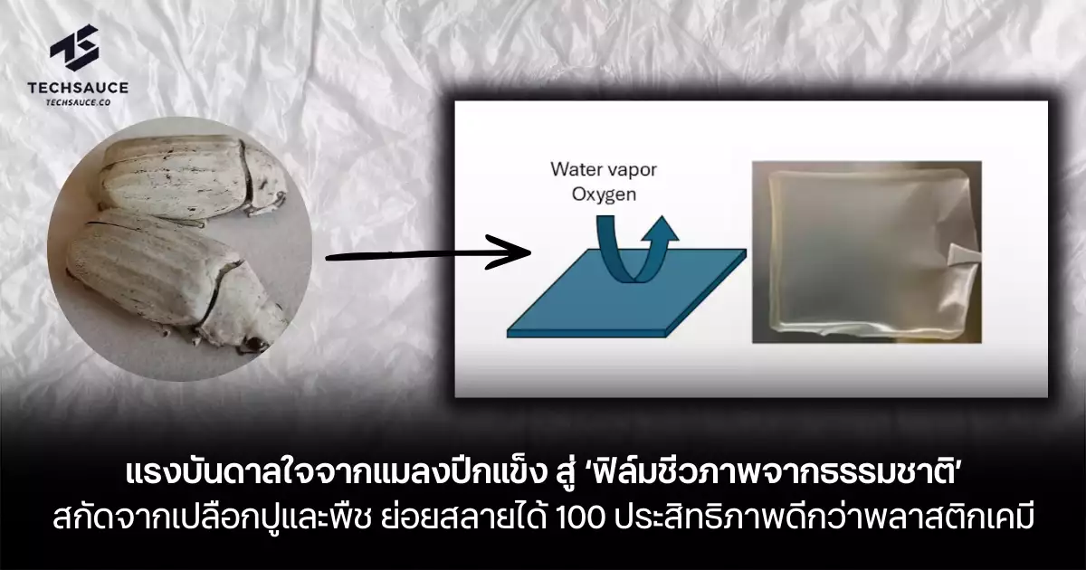 แรงบันดาลใจจาก-‘แมลงปีกแข็ง’-สู่-‘ฟิล์มชีวภาพจากธรรมชาติ’-สกัดจากเปลือกปูและพืช-ย่อยสลายได้-…