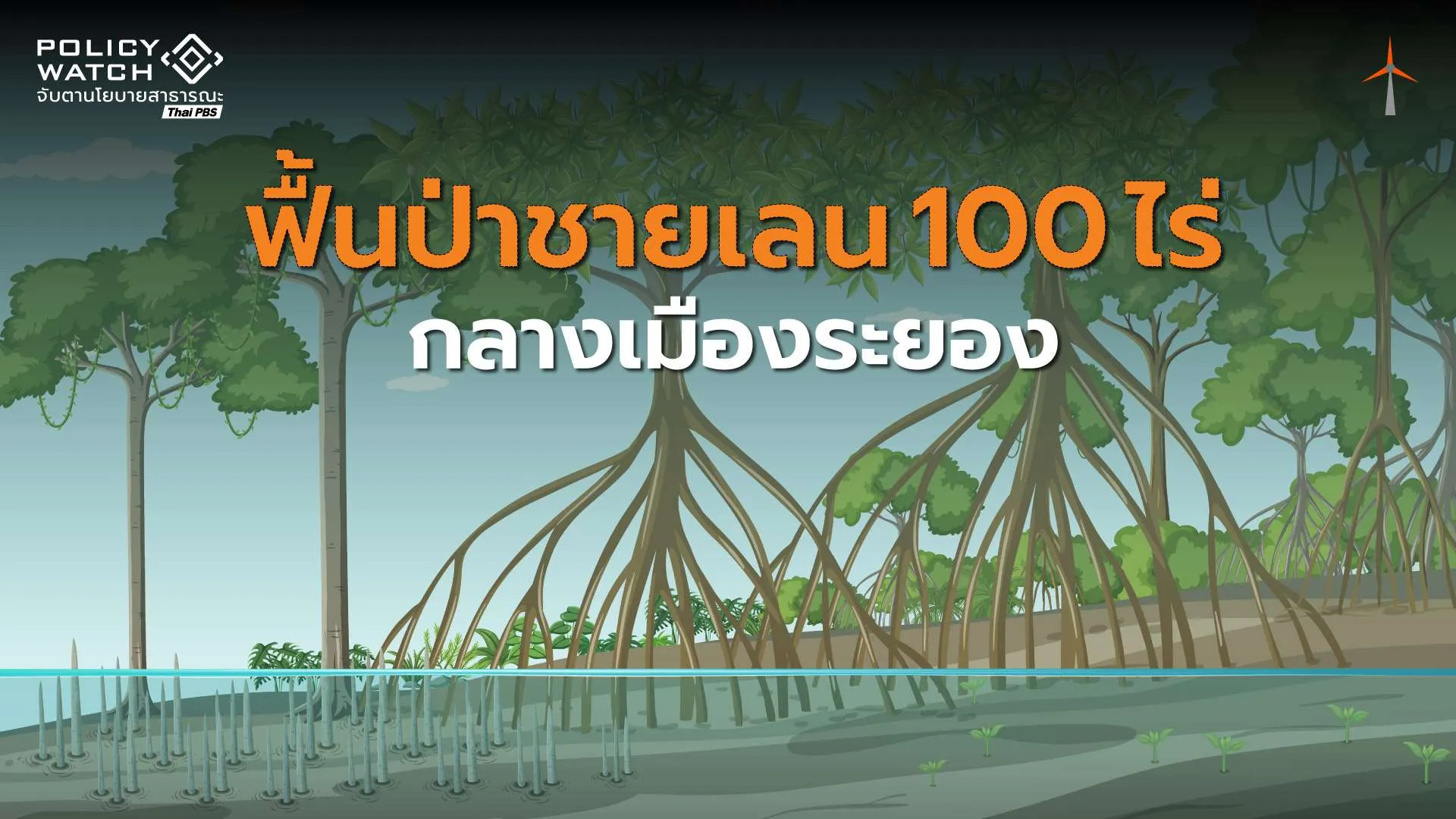 ฟื้นป่าชายเลน-100-ไร่-สร้างปอดกลางเมืองระยอง